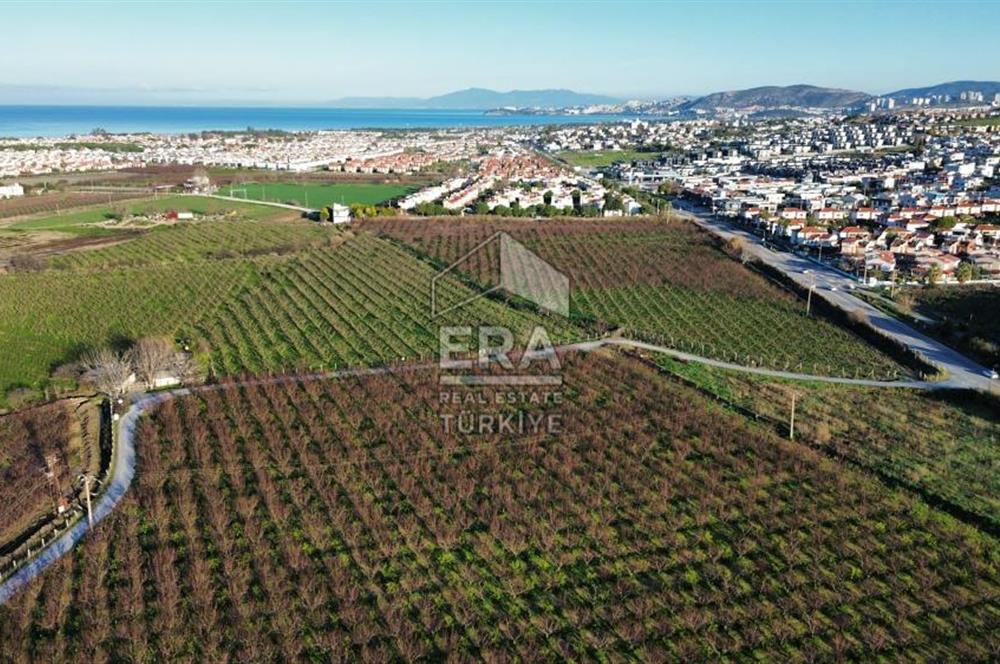 AYDIN KUŞADASI ŞEFTALİ BAHÇESİ