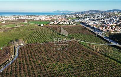 AYDIN KUŞADASI ŞEFTALİ BAHÇESİ