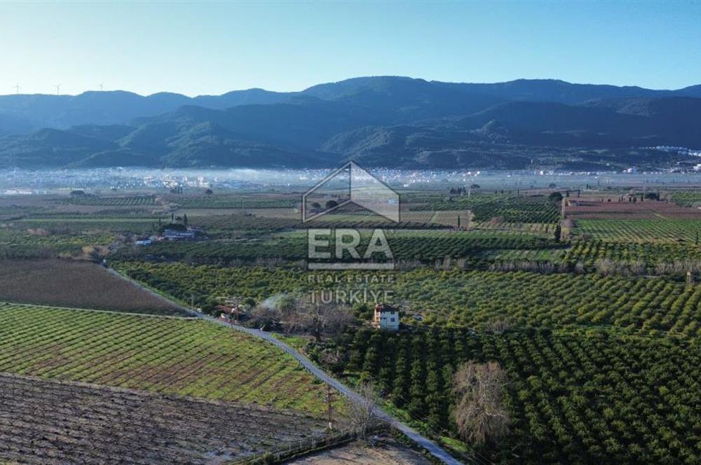 AYDIN KUŞADASI ŞEFTALİ BAHÇESİ