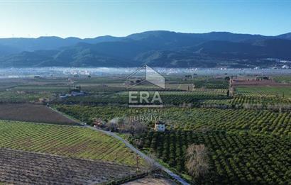 AYDIN KUŞADASI ŞEFTALİ BAHÇESİ