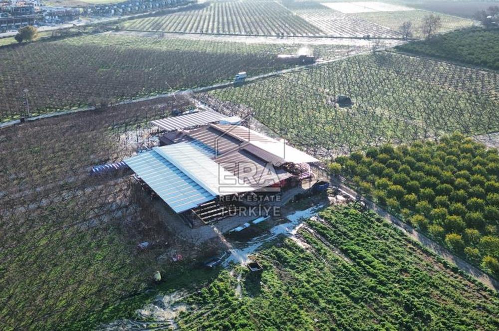 AYDIN KUŞADASI ŞEFTALİ BAHÇESİ