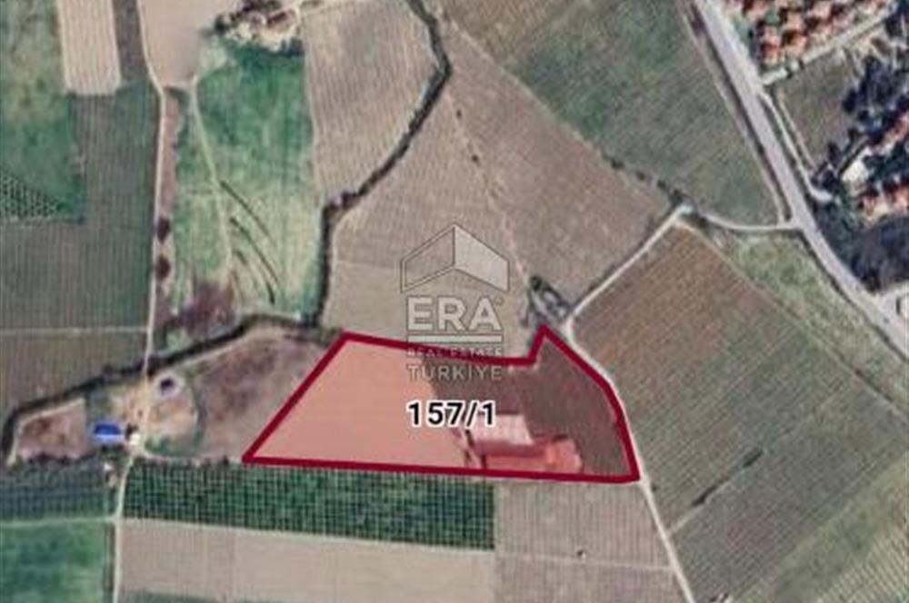 AYDIN KUŞADASI ŞEFTALİ BAHÇESİ