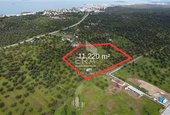 ERA Angel'dan Yola Cephe, 11.220 m² Çok Amaçlı Zeytinlik  - 1 - 14590