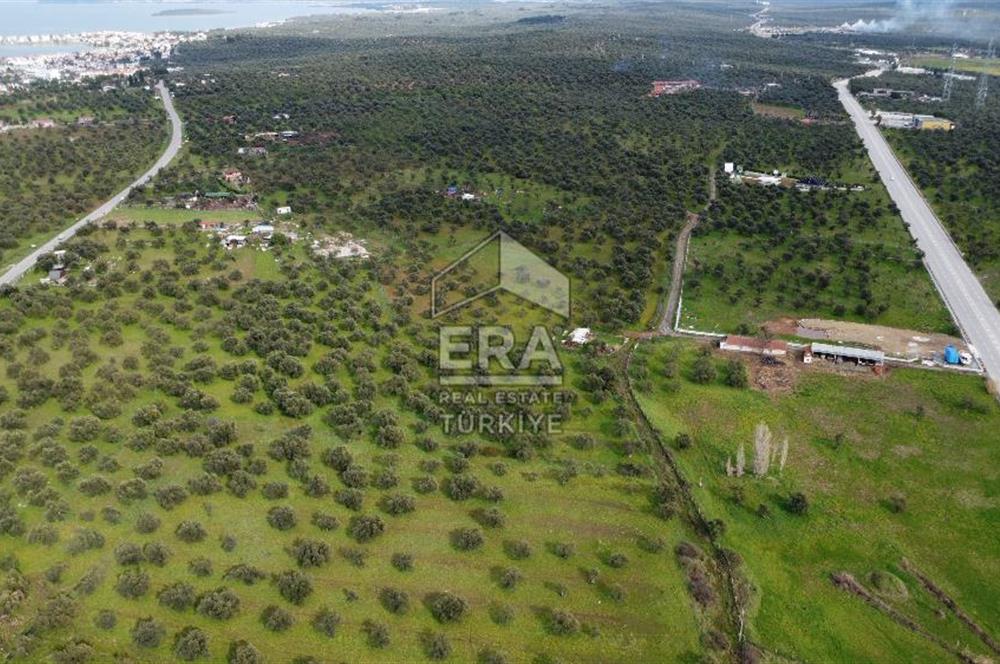 ERA Angel'dan Yola Cephe, 11.220 m² Çok Amaçlı Zeytinlik 