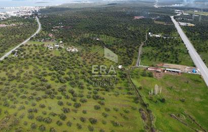 ERA Angel'dan Yola Cephe, 11.220 m² Çok Amaçlı Zeytinlik 