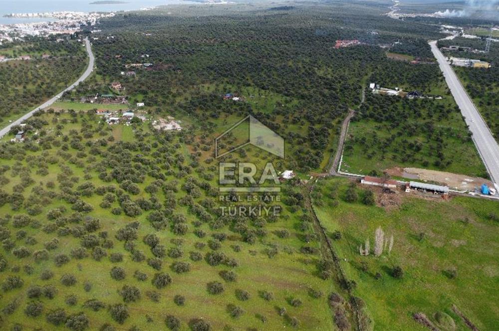 ERA Angel'dan Yola Cephe, 11.220 m² Çok Amaçlı Zeytinlik 