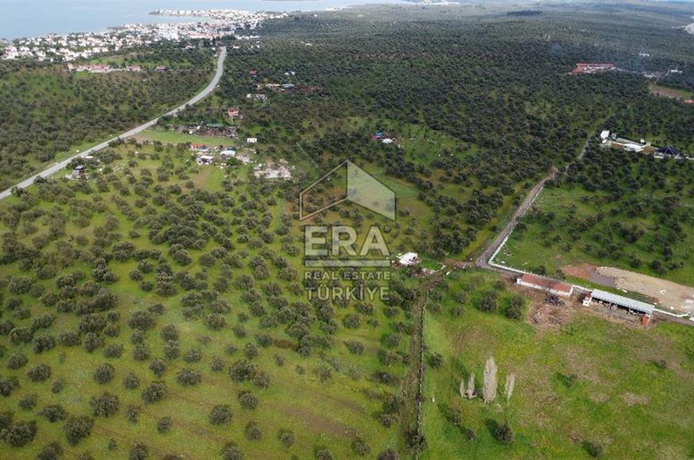ERA Angel'dan Yola Cephe, 11.220 m² Çok Amaçlı Zeytinlik 