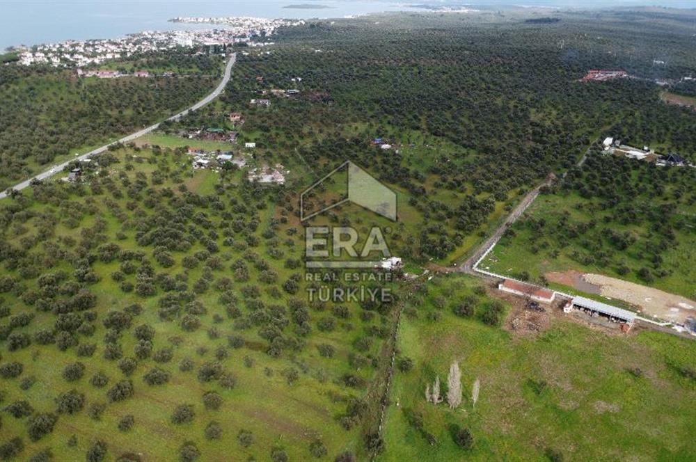 ERA Angel'dan Yola Cephe, 11.220 m² Çok Amaçlı Zeytinlik 