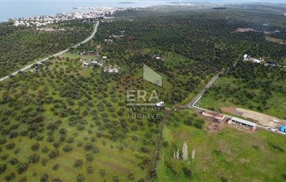 ERA Angel'dan Yola Cephe, 11.220 m² Çok Amaçlı Zeytinlik 