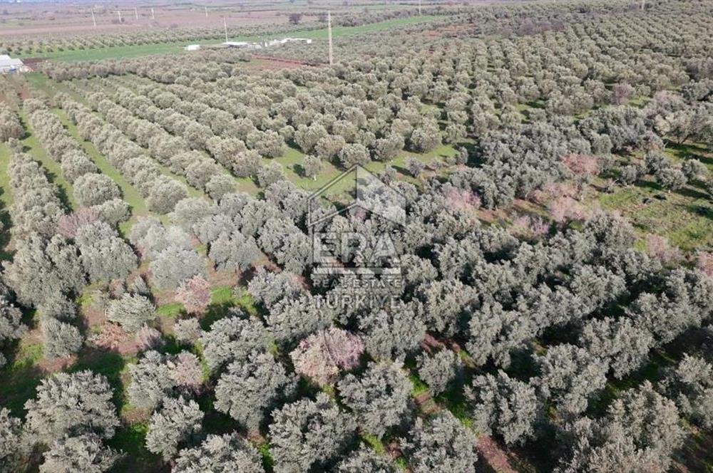 Manisa Turgutlu 16 Dönüm Zeytinlik | Yol + Elektrik + Su Mevcut