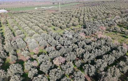 Manisa Turgutlu 16 Dönüm Zeytinlik | Yol + Elektrik + Su Mevcut
