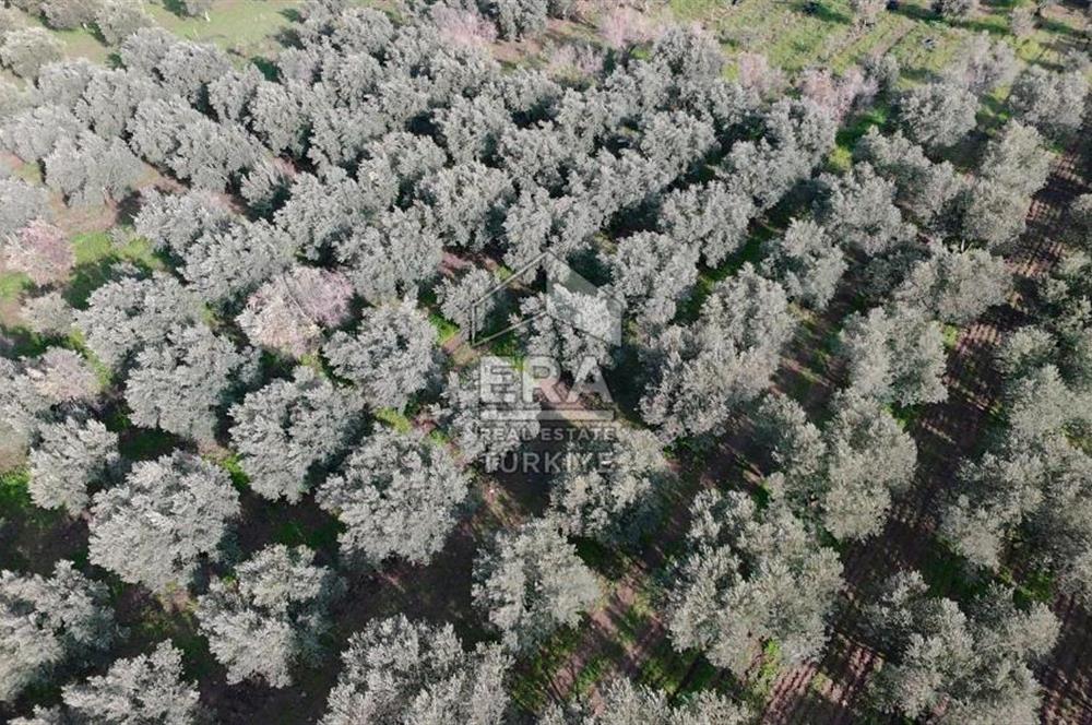 Manisa Turgutlu 16 Dönüm Zeytinlik | Yol + Elektrik + Su Mevcut