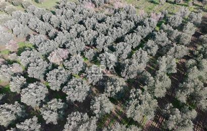 Manisa Turgutlu 16 Dönüm Zeytinlik | Yol + Elektrik + Su Mevcut