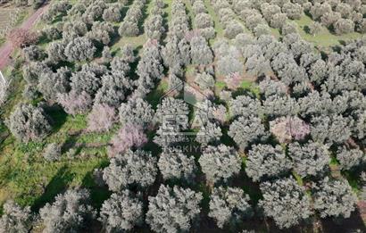 Manisa Turgutlu 16 Dönüm Zeytinlik | Yol + Elektrik + Su Mevcut