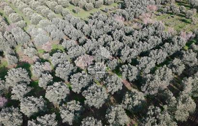 Manisa Turgutlu 16 Dönüm Zeytinlik | Yol + Elektrik + Su Mevcut