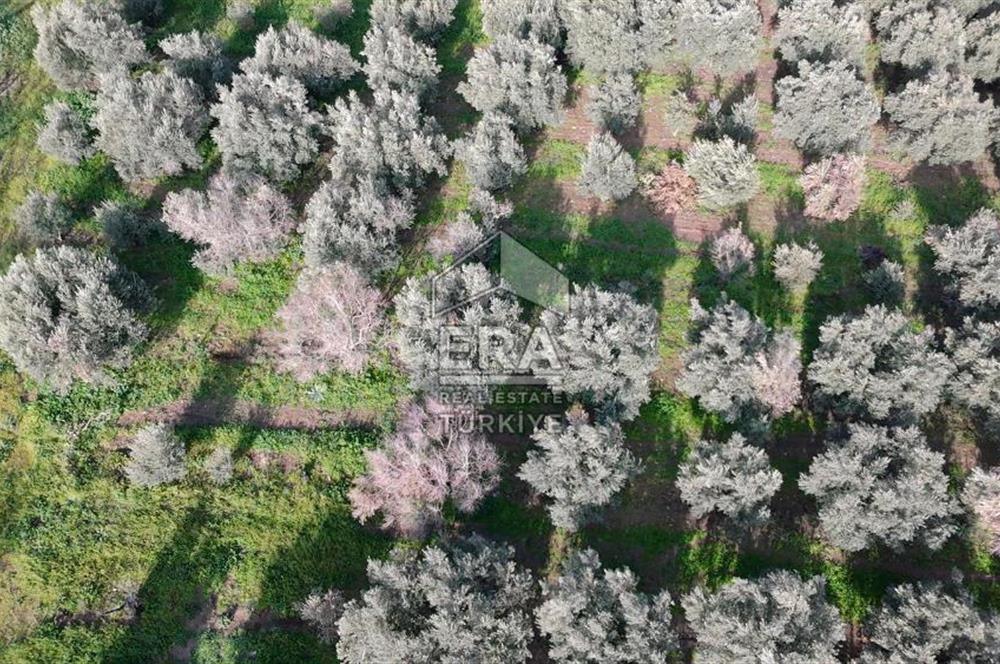 Manisa Turgutlu 16 Dönüm Zeytinlik | Yol + Elektrik + Su Mevcut