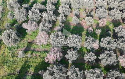 Manisa Turgutlu 16 Dönüm Zeytinlik | Yol + Elektrik + Su Mevcut