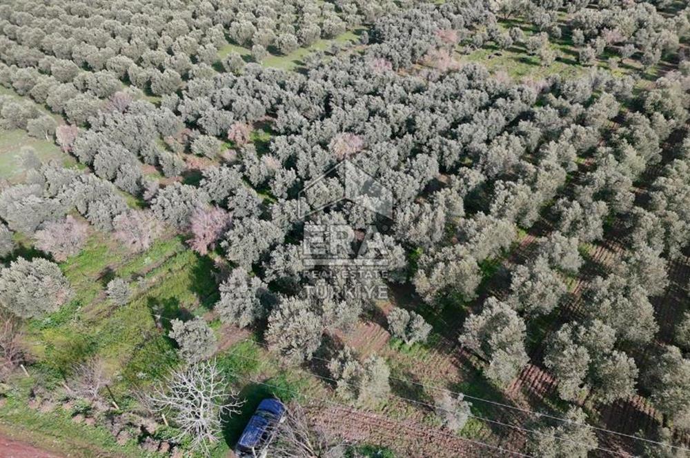 Manisa Turgutlu 16 Dönüm Zeytinlik | Yol + Elektrik + Su Mevcut