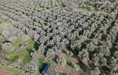 Manisa Turgutlu 16 Dönüm Zeytinlik | Yol + Elektrik + Su Mevcut