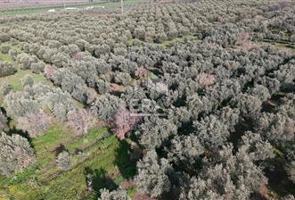 Manisa Turgutlu 16 Dönüm Zeytinlik | Yol + Elektrik + Su Mevcut - 2 - 14623