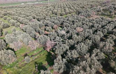 Manisa Turgutlu 16 Dönüm Zeytinlik | Yol + Elektrik + Su Mevcut