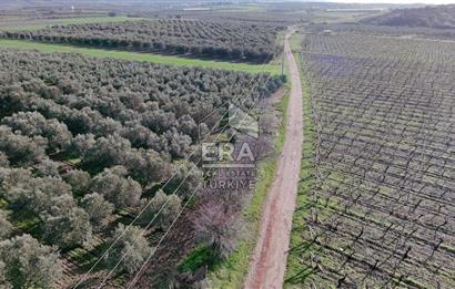 Manisa Turgutlu 16 Dönüm Zeytinlik | Yol + Elektrik + Su Mevcut