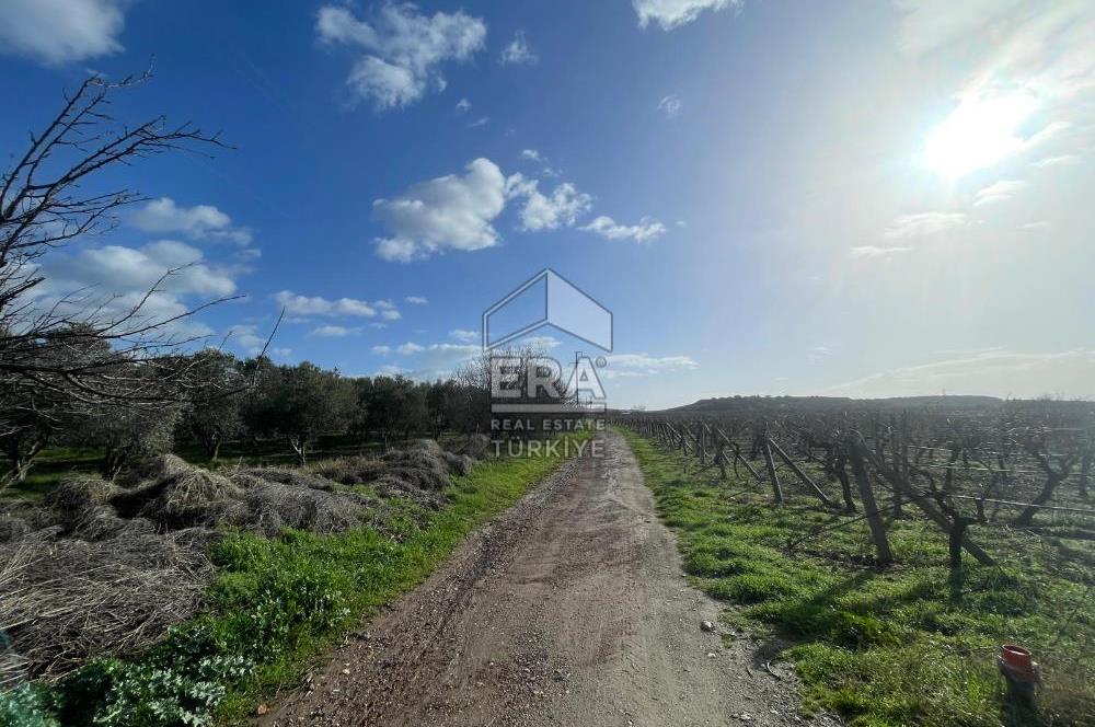 Manisa Turgutlu 16 Dönüm Zeytinlik | Yol + Elektrik + Su Mevcut