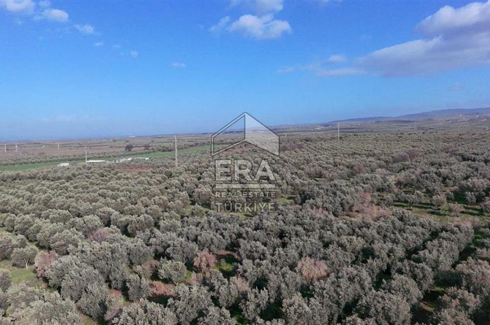 Manisa Turgutlu 16 Dönüm Zeytinlik | Yol + Elektrik + Su Mevcut