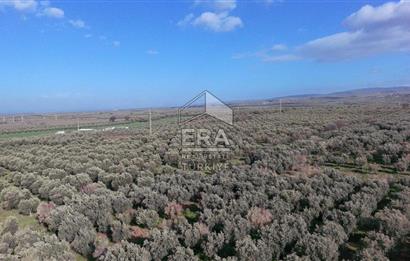 Manisa Turgutlu 16 Dönüm Zeytinlik | Yol + Elektrik + Su Mevcut