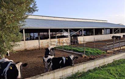 DURSUNBEY'DE SATILIK ÇİFTLİK ERA SÖZ GAYRİMENKUL