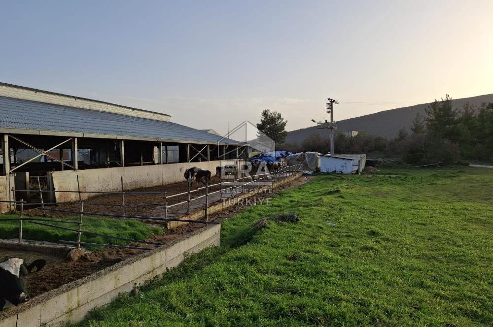 DURSUNBEY'DE SATILIK ÇİFTLİK ERA SÖZ GAYRİMENKUL