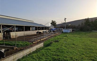 DURSUNBEY'DE SATILIK ÇİFTLİK ERA SÖZ GAYRİMENKUL