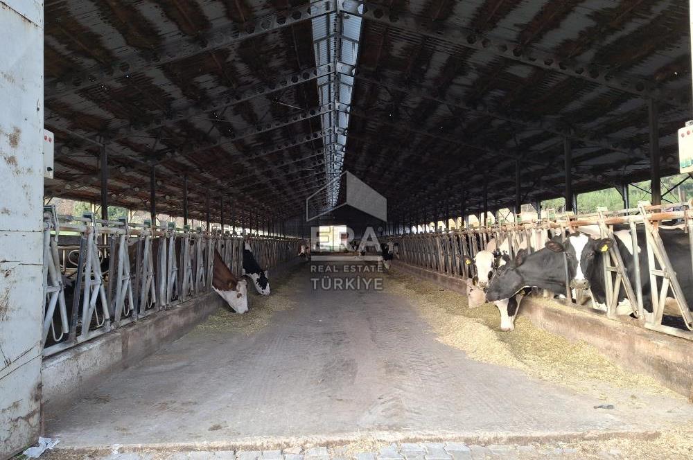 DURSUNBEY'DE SATILIK ÇİFTLİK ERA SÖZ GAYRİMENKUL