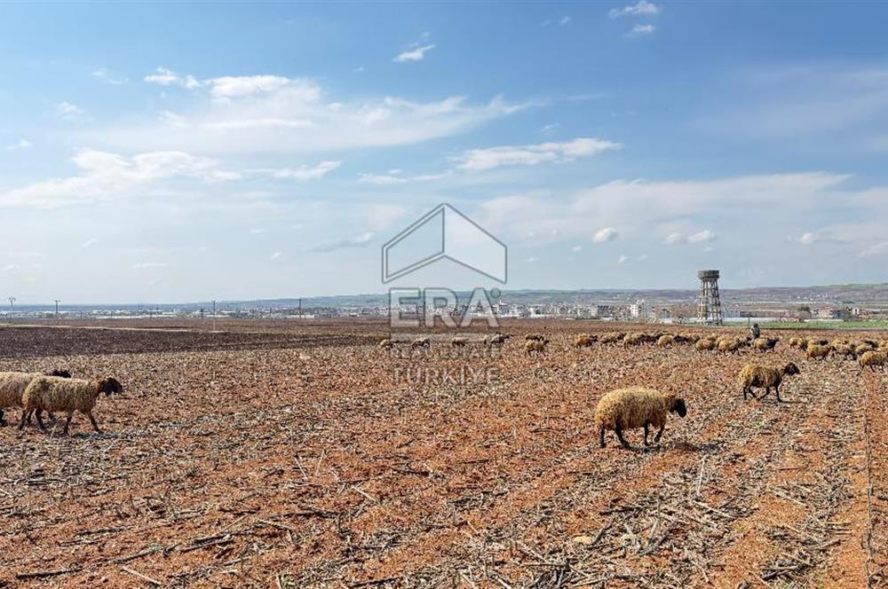 Satılık tarla 11 dönüm