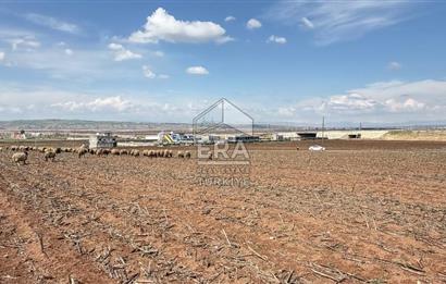 Satılık tarla 11 dönüm