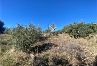 HACIİSALİ TARLA - 1 - 14872