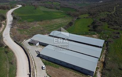 ERA SÖZ DEN 600 BÜYÜK BAŞ KAPASİTELİ SATILIK ÇİFTLİK