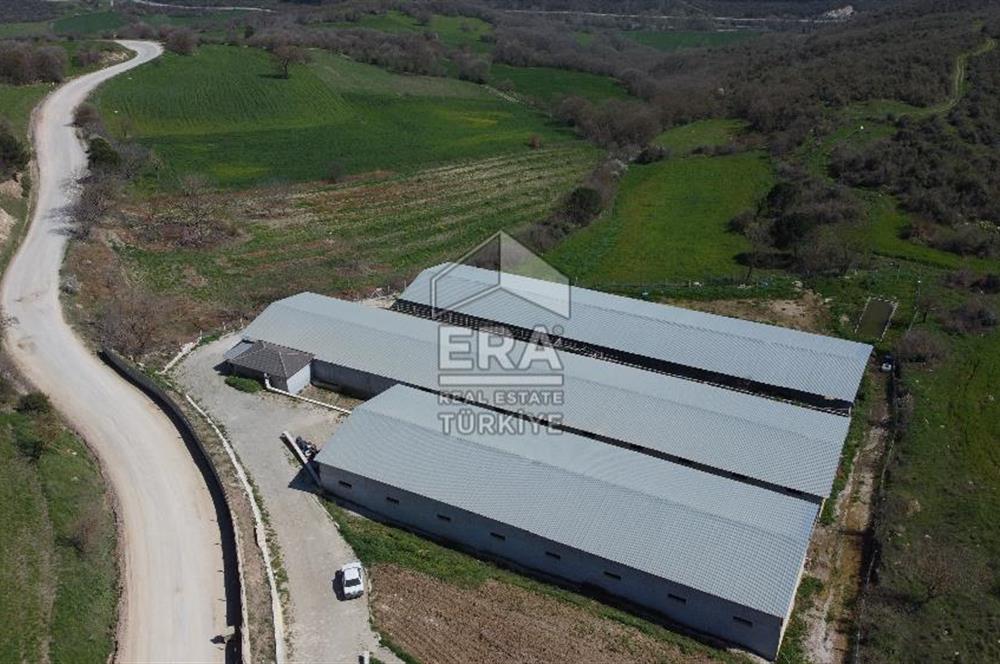 ERA SÖZ DEN 600 BÜYÜK BAŞ KAPASİTELİ SATILIK ÇİFTLİK