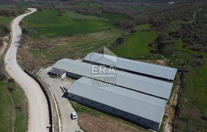 ERA SÖZ DEN 600 BÜYÜK BAŞ KAPASİTELİ SATILIK ÇİFTLİK