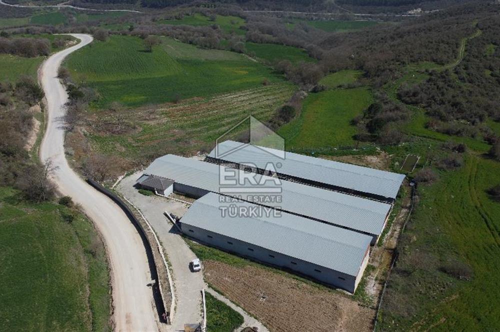 ERA SÖZ DEN 600 BÜYÜK BAŞ KAPASİTELİ SATILIK ÇİFTLİK