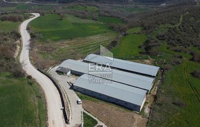 ERA SÖZ DEN 600 BÜYÜK BAŞ KAPASİTELİ SATILIK ÇİFTLİK