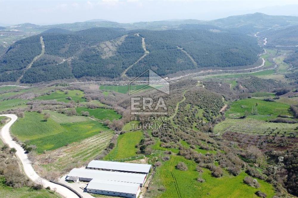 ERA SÖZ DEN 600 BÜYÜK BAŞ KAPASİTELİ SATILIK ÇİFTLİK