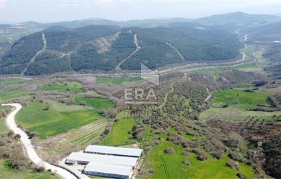 ERA SÖZ DEN 600 BÜYÜK BAŞ KAPASİTELİ SATILIK ÇİFTLİK