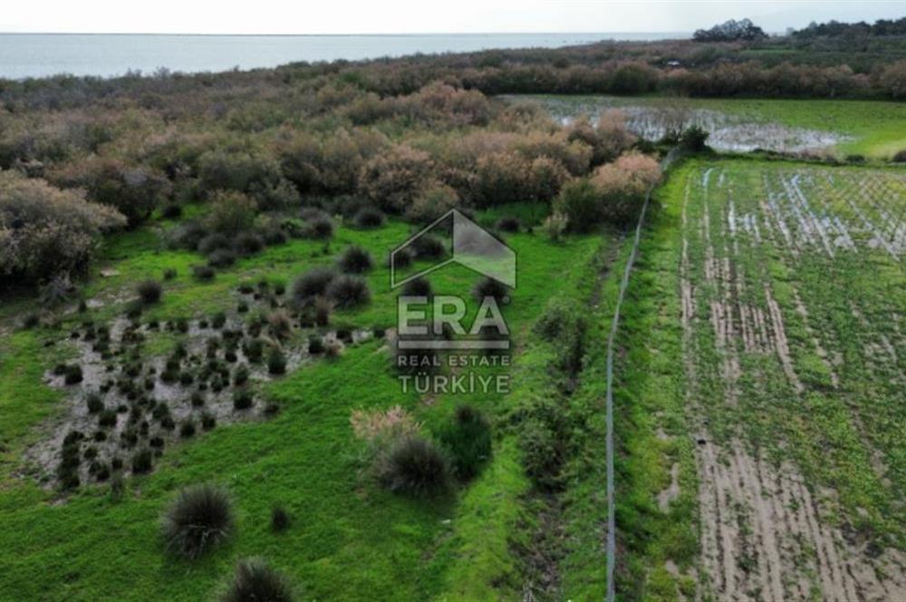 aydın Söke Doğanbey de satılık tarla