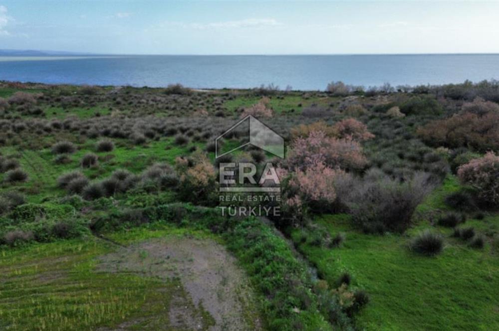 aydın Söke Doğanbey de satılık tarla