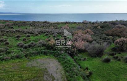 aydın Söke Doğanbey de satılık tarla