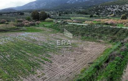 aydın Söke Doğanbey de satılık tarla