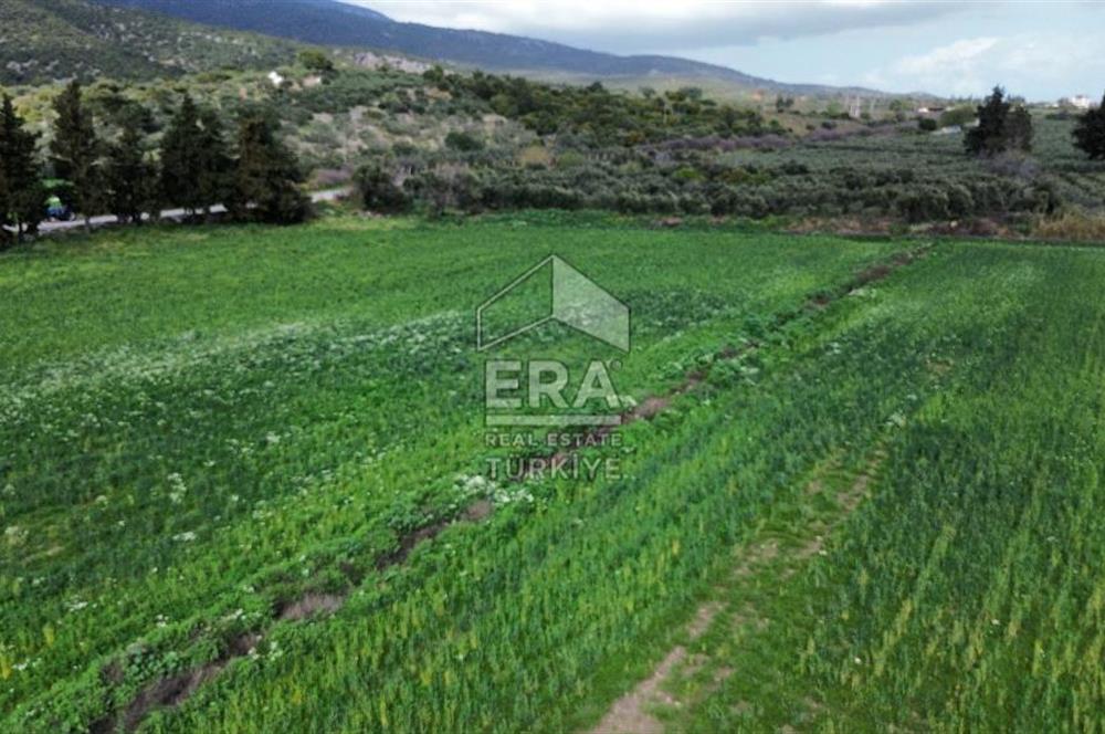 aydın Söke Doğanbey de satılık tarla