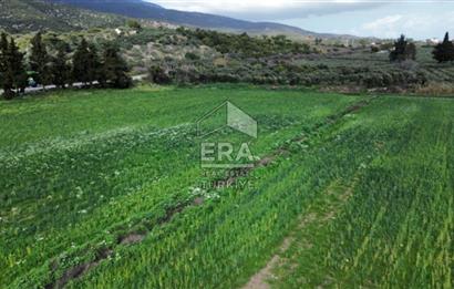 aydın Söke Doğanbey de satılık tarla