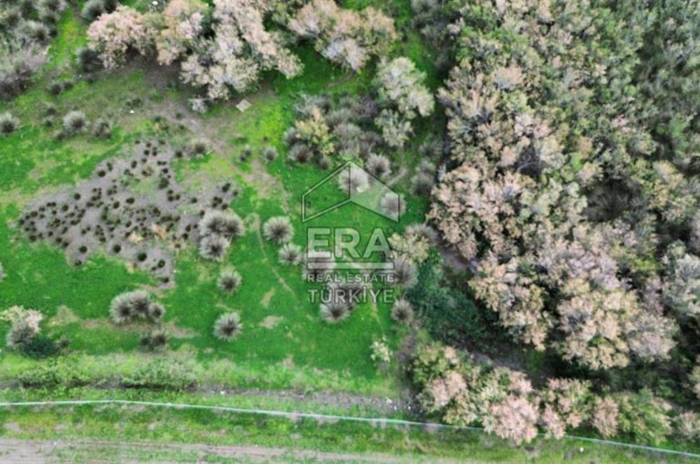 aydın Söke Doğanbey de satılık tarla
